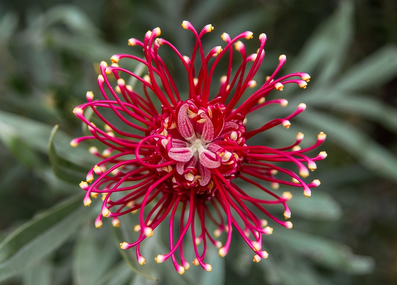Gele paardenbloemen trekken bijen in mei. Gele paardenbloemen trekken bijen in mei.
