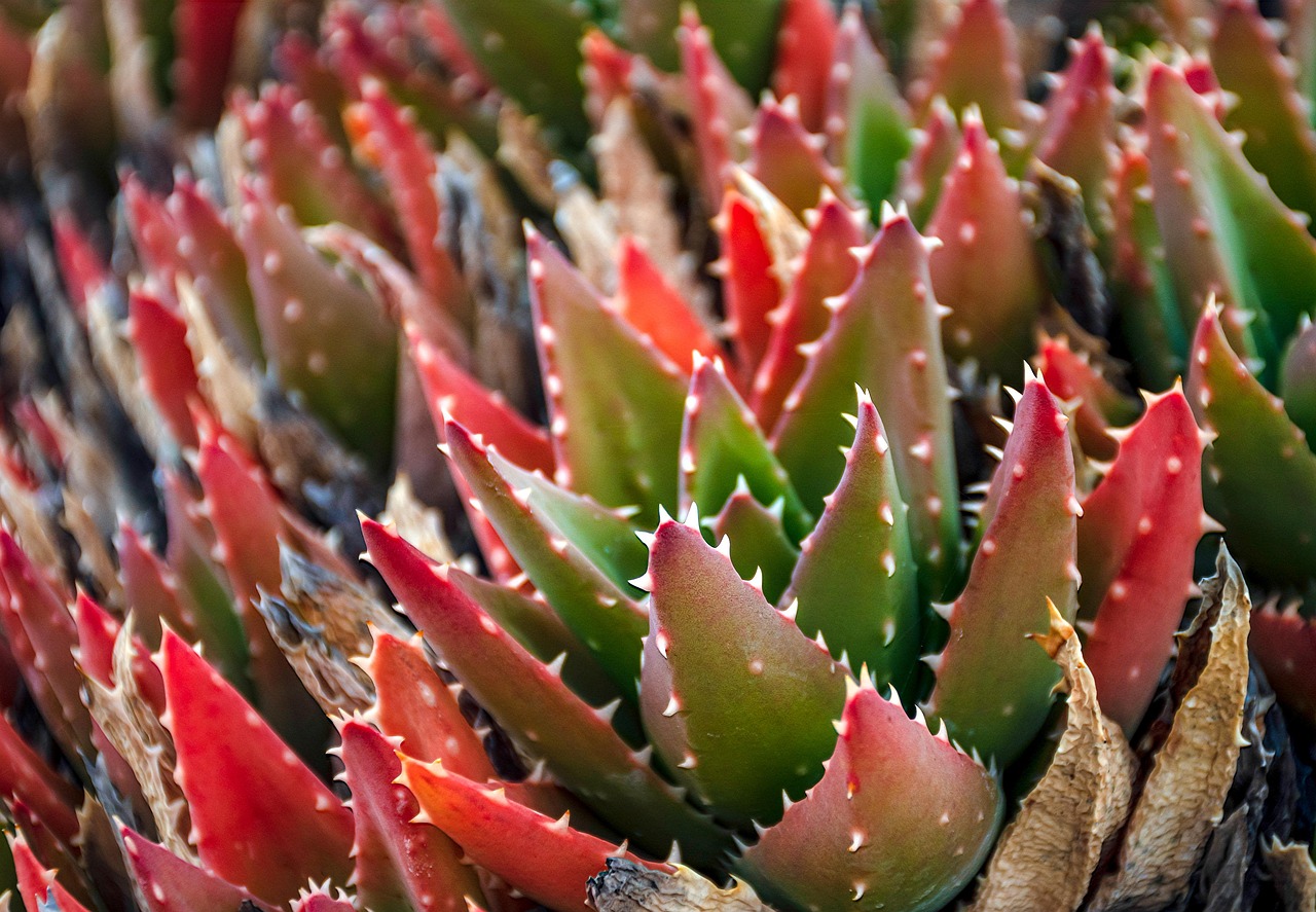 Zonovergoten tuin met onderhoudsvriendelijke planten.