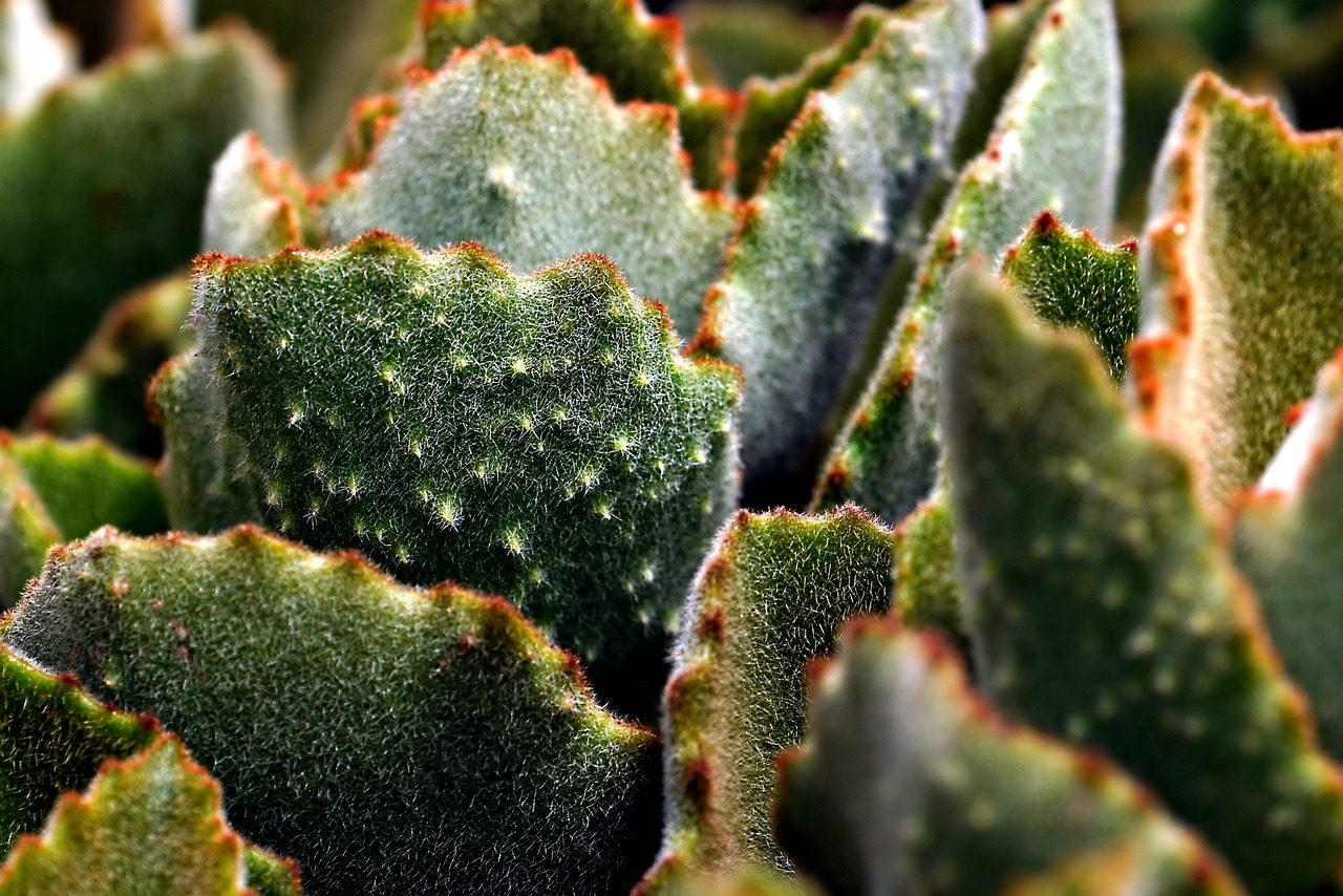 Grindpad met vetplanten en kleurrijke potplanten.
