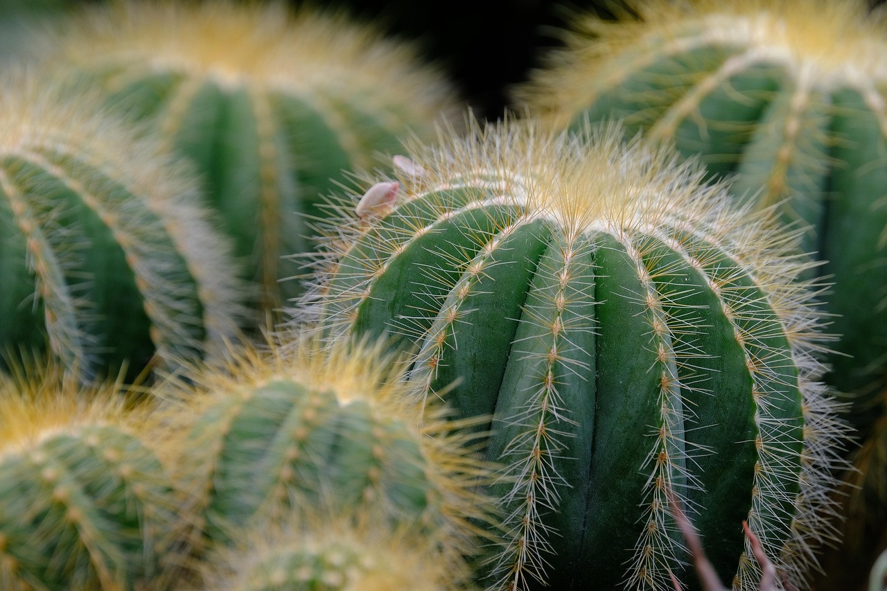 Close-up van cactus in droge tuin.