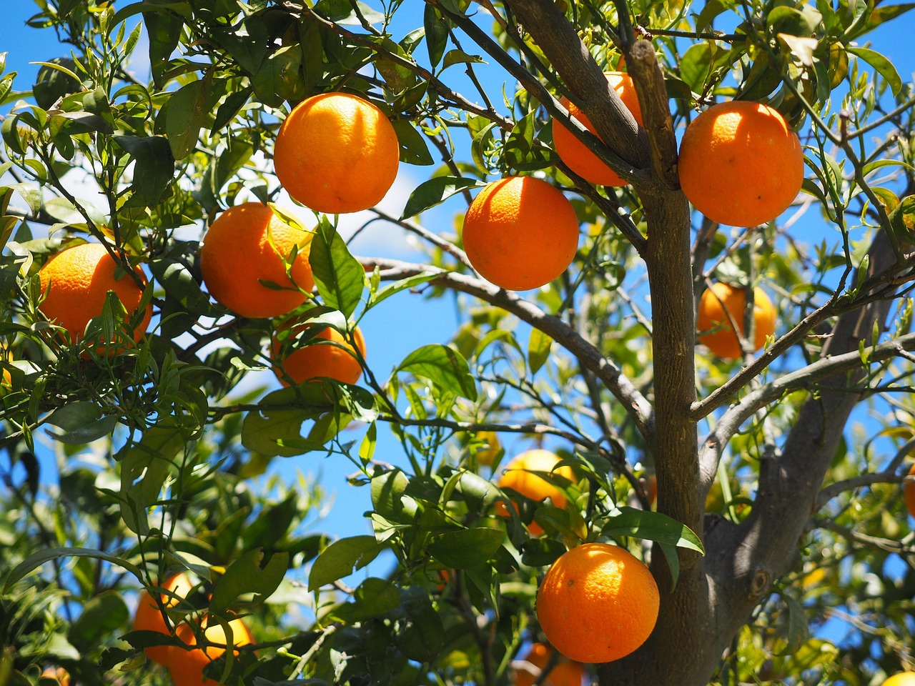 Eetkamer versierd met citruskleuren accenten. Eetkamer versierd met citruskleuren accenten.