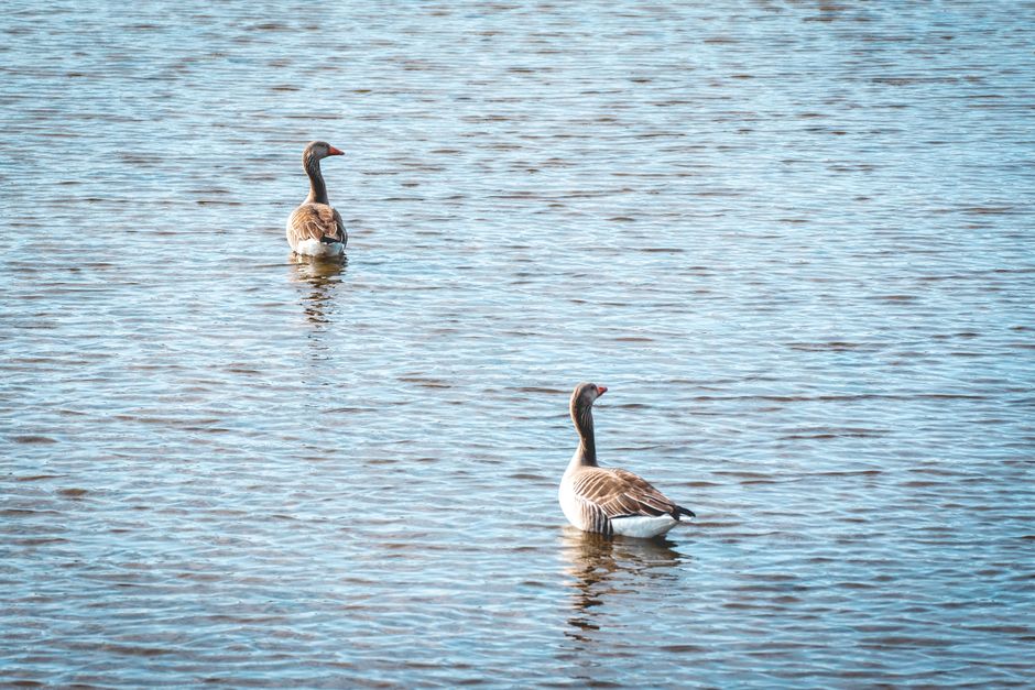 Blauwgrijze gordijnen filteren zomers zonlicht.