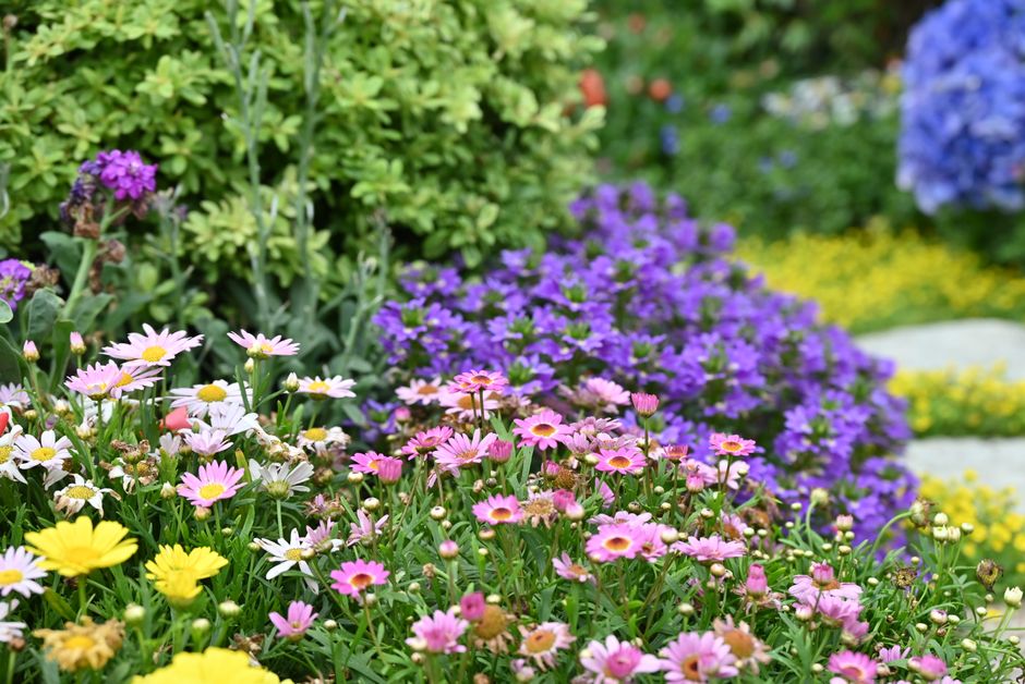 Zandpad leidt door eenvoudige mediterrane tuin.