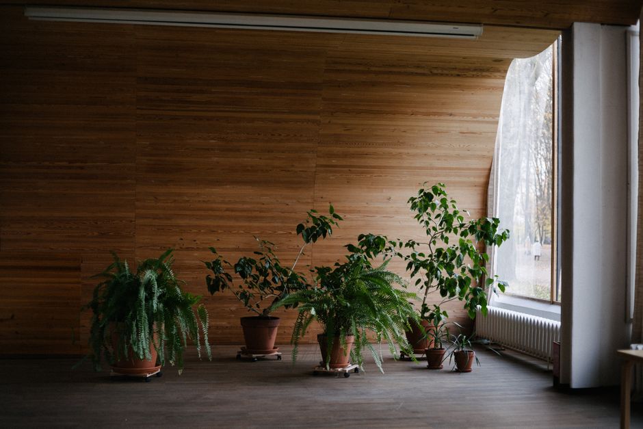 Hoge planten creëren natuurlijke afscheiding. Hoge planten creëren natuurlijke afscheiding.