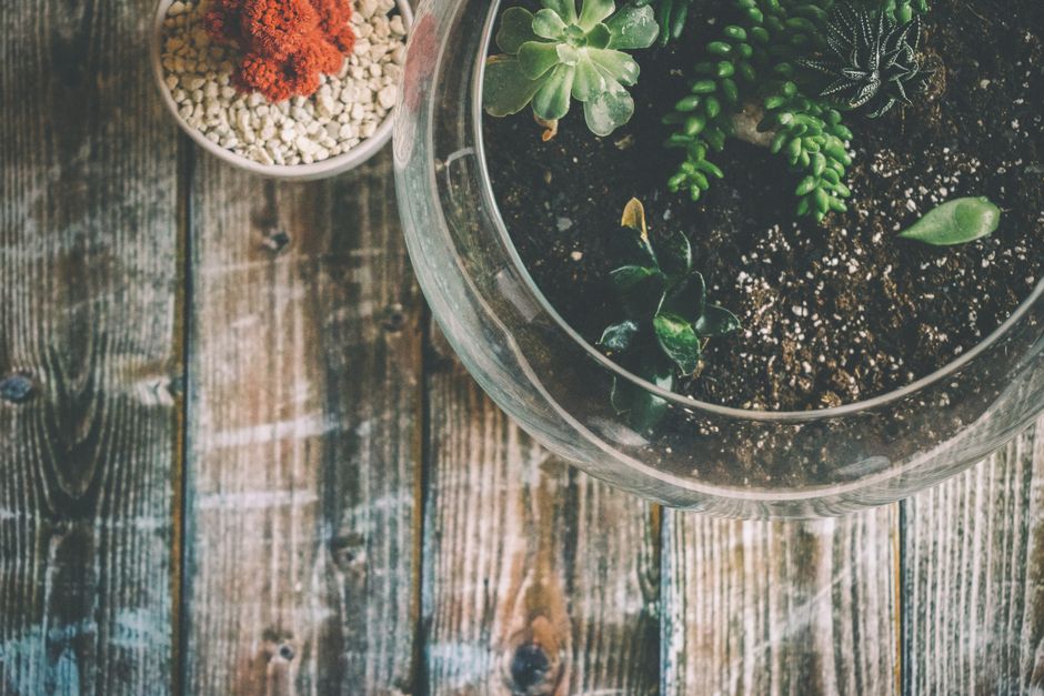 Californisch terrarium met zonlicht en cactussen. Californisch terrarium met zonlicht en cactussen.