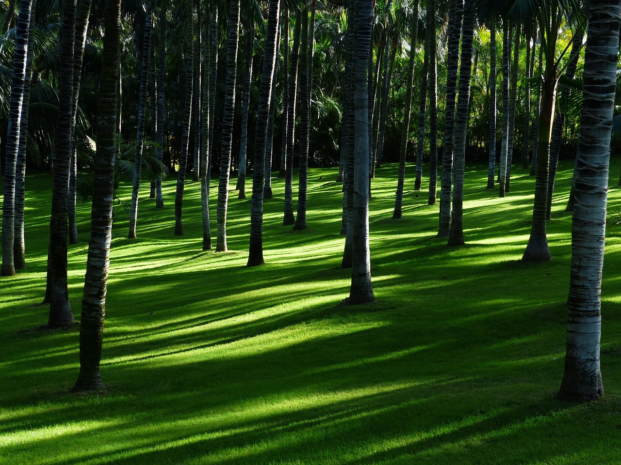 Natuurlijke planten in Japandi-woonkameromgeving. Natuurlijke planten in Japandi-woonkameromgeving.