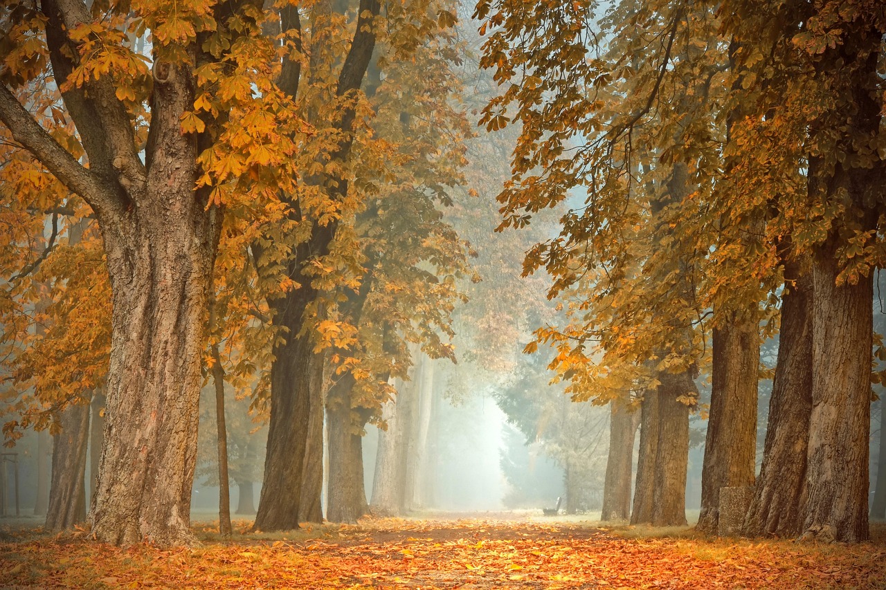 Verticale tuin opvangt regenwater tijdens herfstbuien.