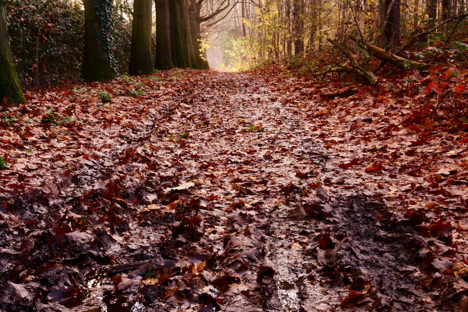 Slimme regentonnen voor overloopbeheer in de herfst.